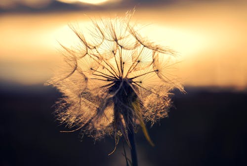 Dandelion in Close Up Photography