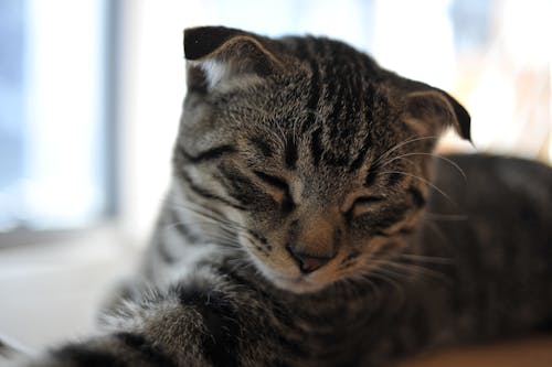 Sleepy gray kitten resting on windowsill