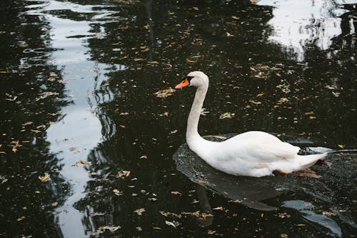 White swan swimming on peaceful pond