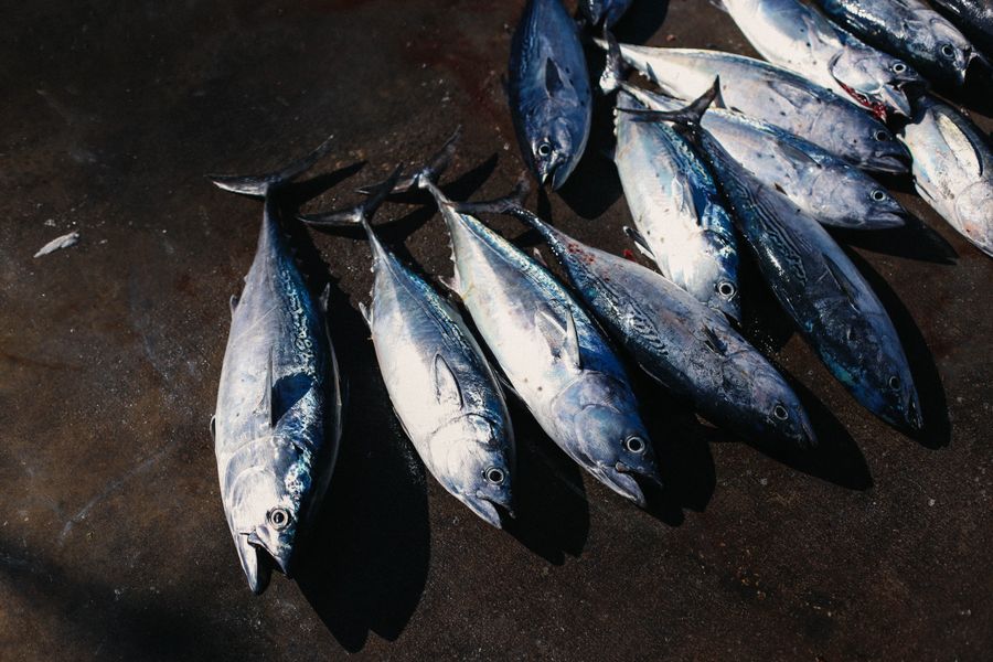 Freshly caught tuna displayed at the dock