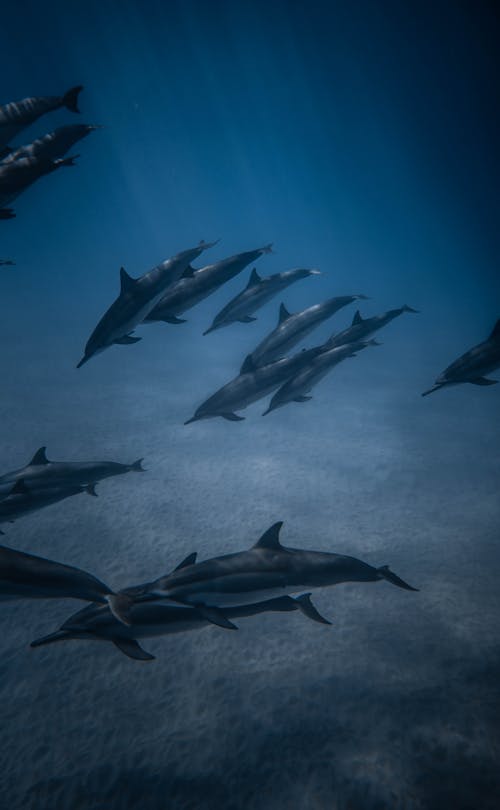 Amazing view of pod of cute wild dolphins swimming in blue ocean waters