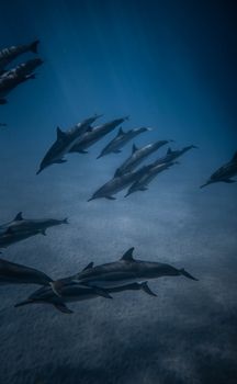 dolphin photo