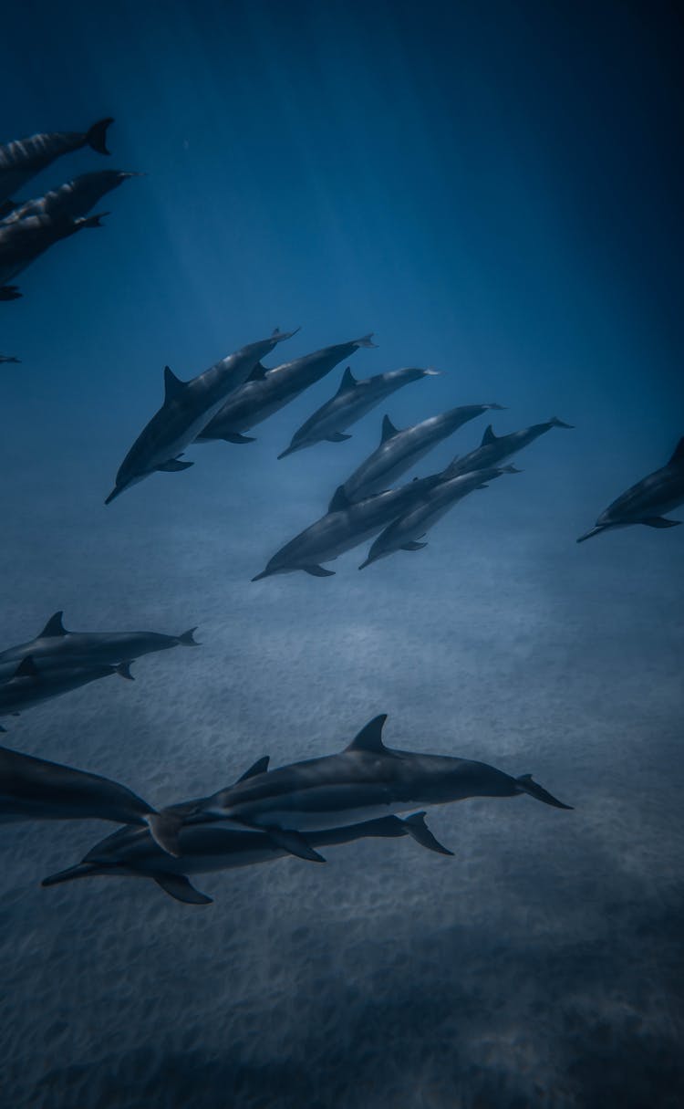 Pod Of Dolphins Swimming In Blue Seawater