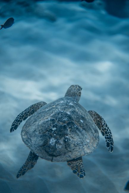 From above of big hawksbill sea turtle swimming under transparent blue water of ocean