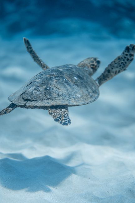 High angle of Eretmochelys imbricata turtle swimming in shallow transparent sea water on sunny day