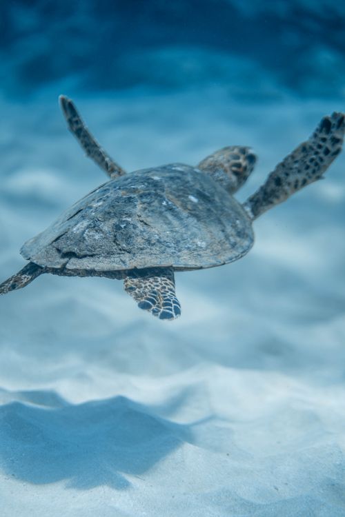 Free High angle of Eretmochelys imbricata turtle swimming in shallow transparent sea water on sunny day Stock Photo