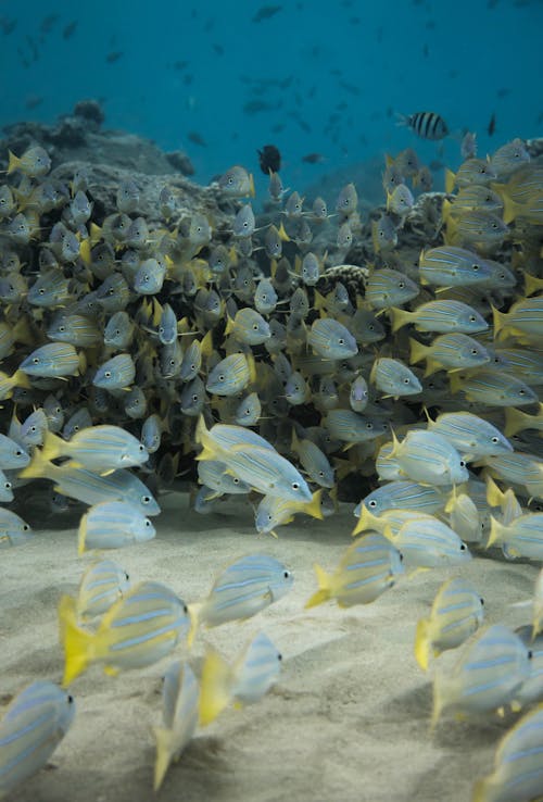 Free Flock of fish swimming under blue sea Stock Photo