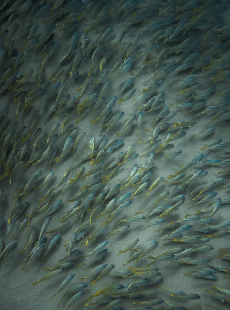 Group Of Similar Fish Swimming Undersea