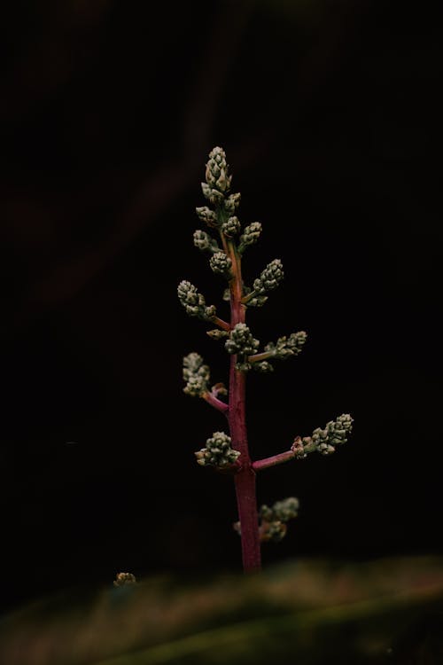 Close Up  Phot of Flowering Plant in Black Background