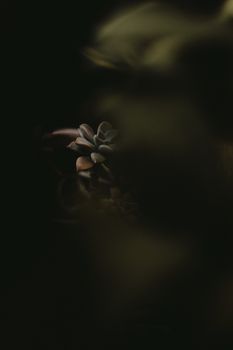在喜怒无常的灯光下，艺术镜头突出了一种多汁植物，前景则显得模糊