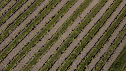 Free Drone View of A Farmland With Green Plants Stock Photo