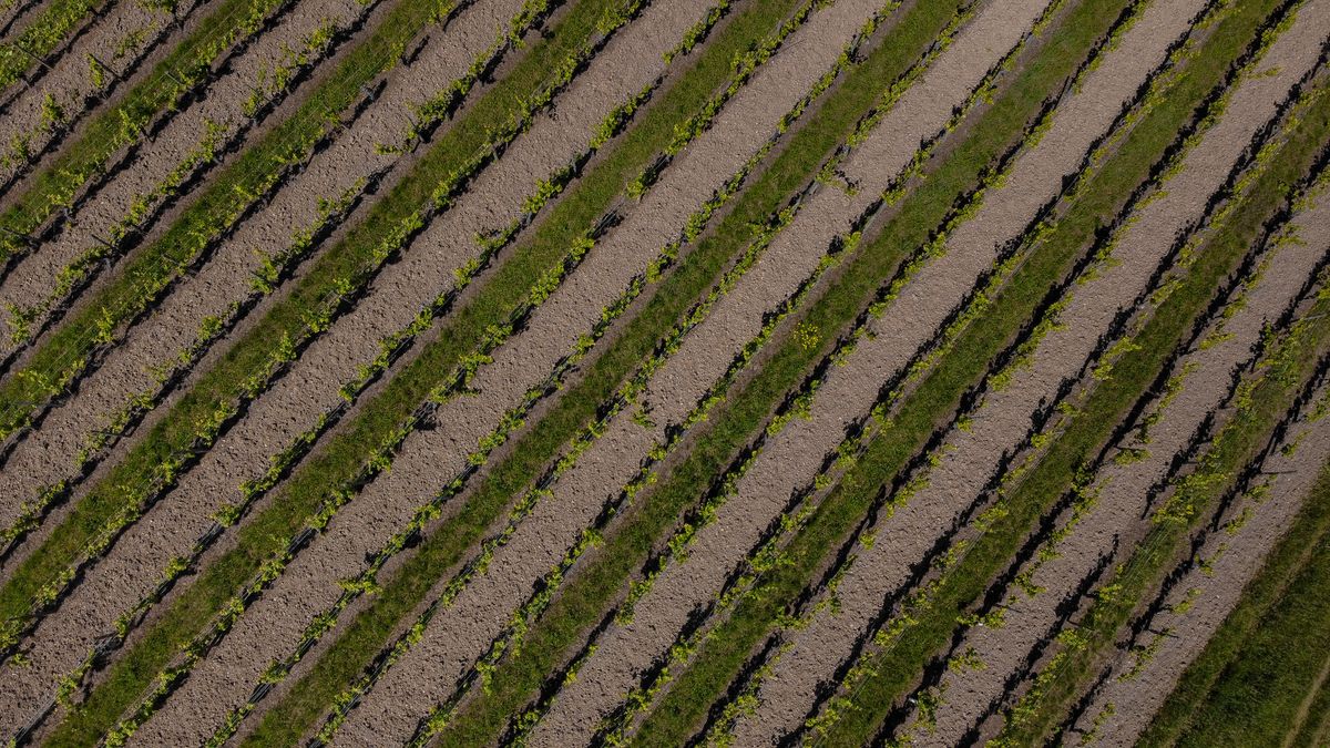 Aerial drone view of rows in a farm field