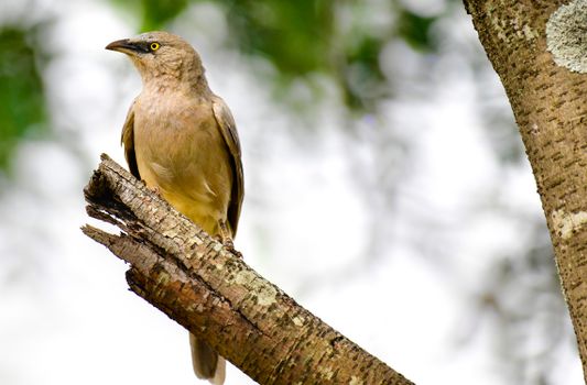 Cute Argya malcolmi bird sitting on tree branch in forest