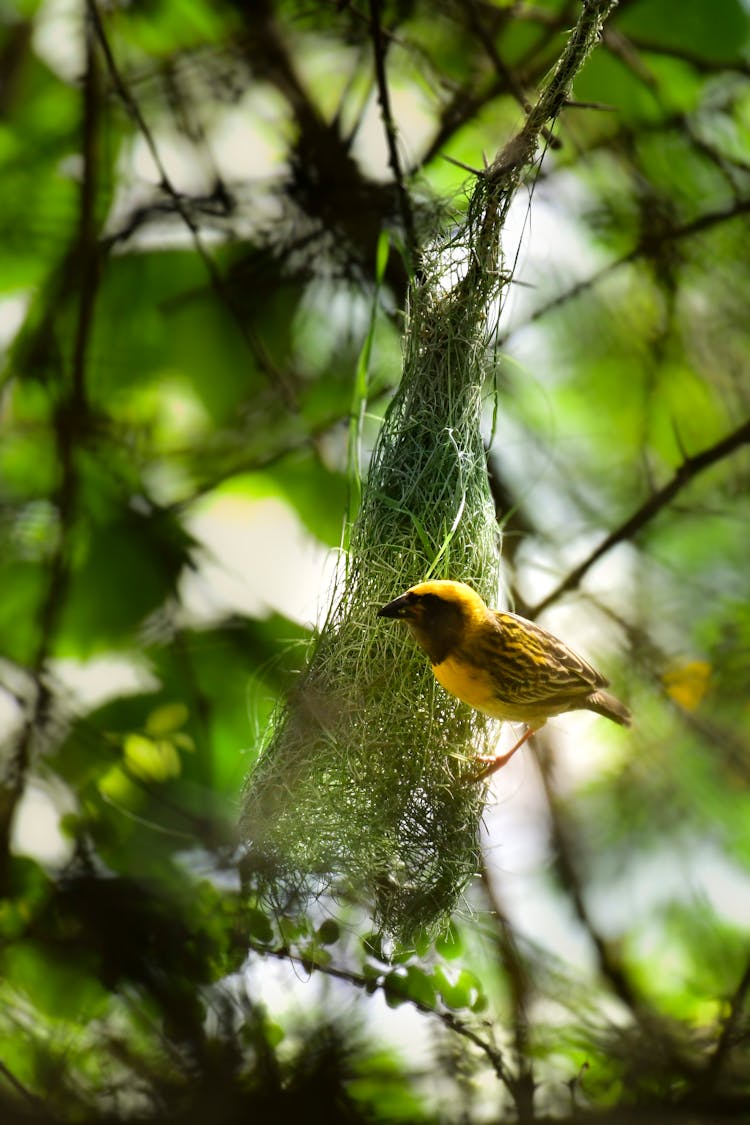 Adorable Ploceus Manyar Bird Weaving Nest On Tree