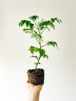 白色背景下，一只手持番茄幼苗的特写，展示了园艺基础知识