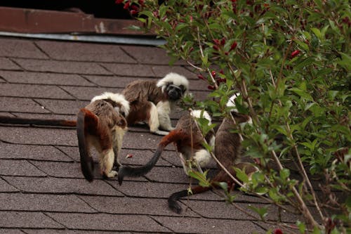 Gratis stockfoto met apen, dierentuin, dierlijke familie