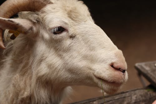Free Základová fotografie zdarma na téma ovce, zoo, zvíře Stock Photo