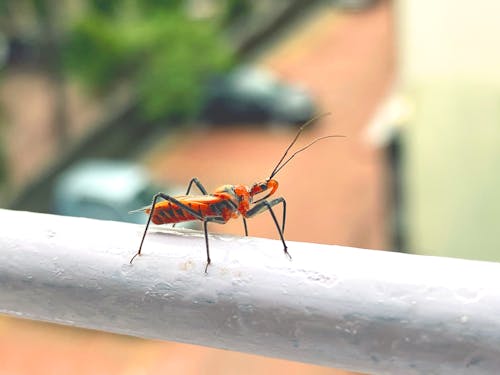 Free stock photo of ants, bugs, close-up