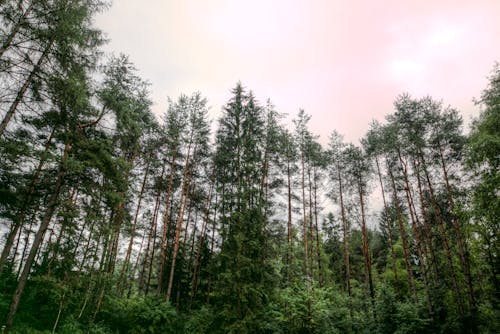 Arbres à Feuilles Vertes Sous Ciel Nuageux