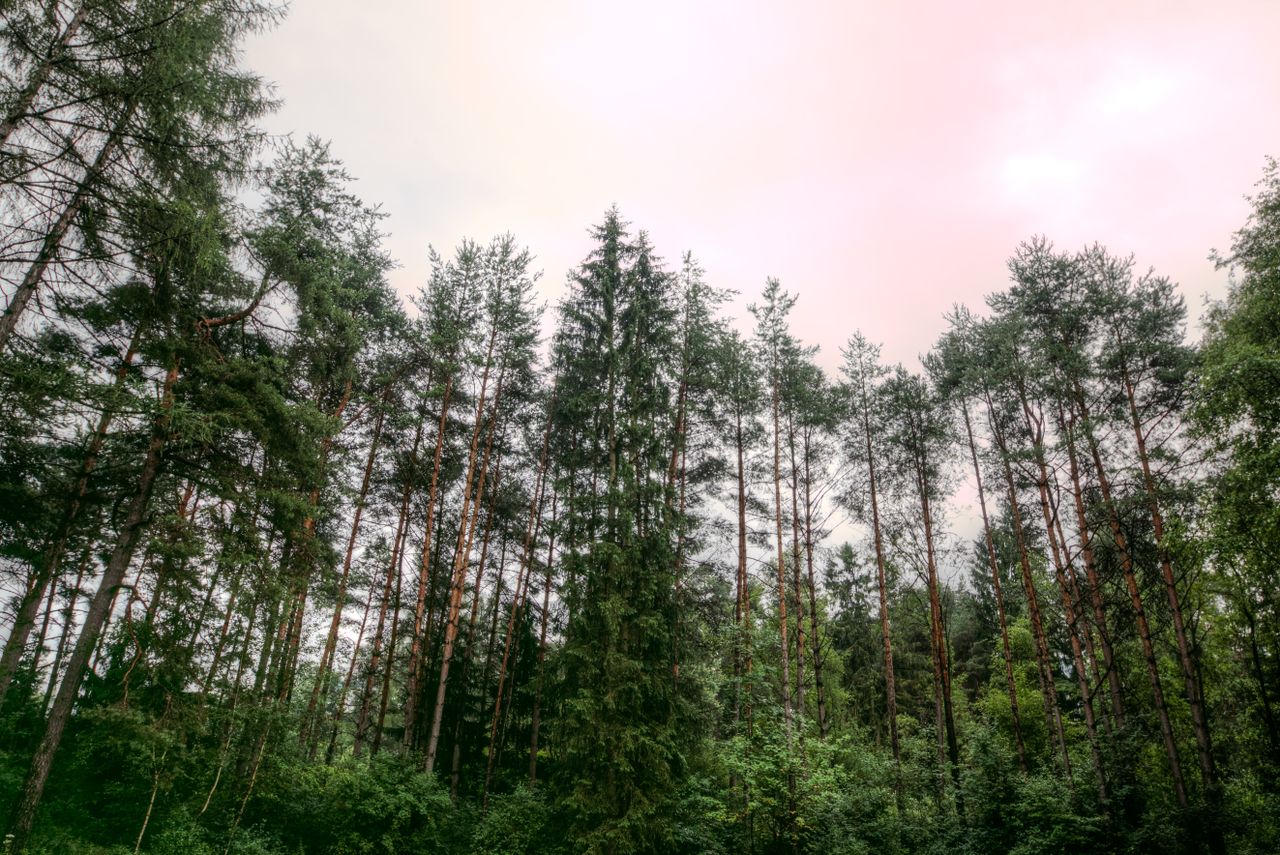 a calming view of an evergreen forest canopy under a pastel sky showca