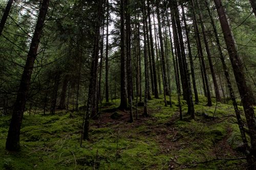 Free A serene and scenic view of a lush evergreen forest with mossy ground, highlighting nature's beauty. Stock Photo