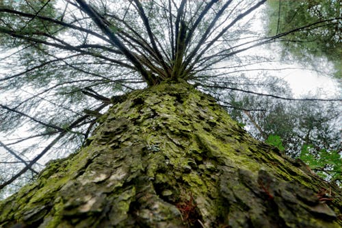 免费 低角度照片的树 素材图片