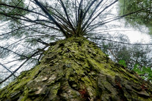 Low Angle Photo of Tree