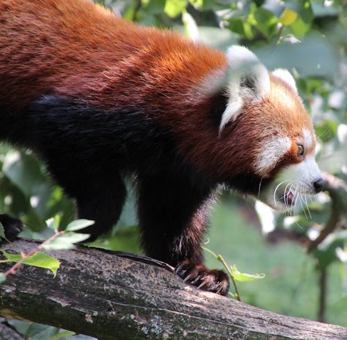 Free Kizil Panda on a Tree Branch Stock Photo