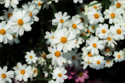 Безкоштовне стокове фото на тему «білі квіти, зростання, квітка»
