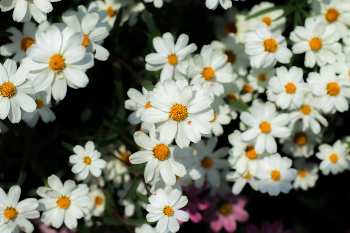 Бесплатное стоковое фото с белые цветы, лето, на открытом воздухе