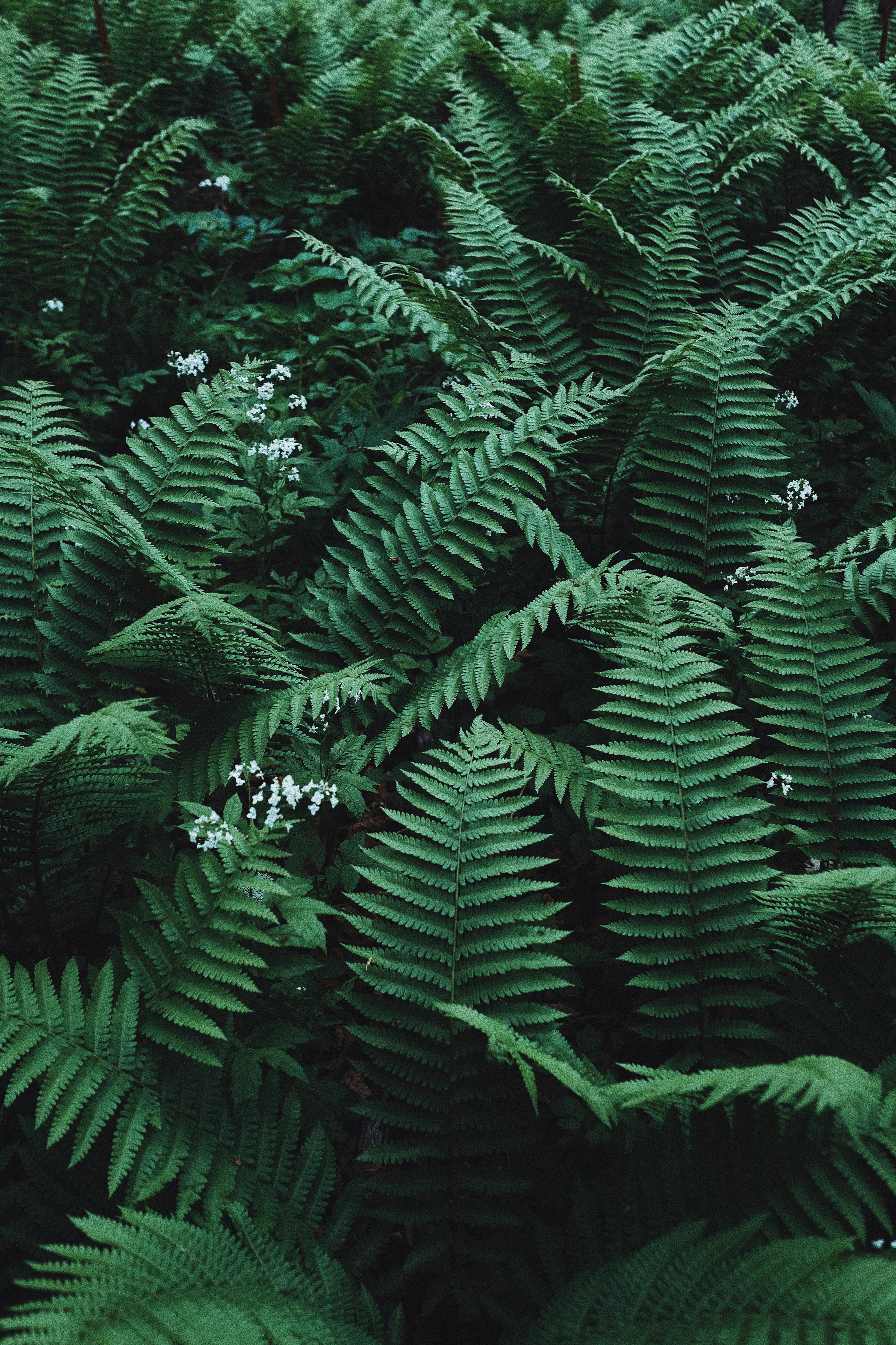 Dense green fern leaves create a mesmerizing natural pattern under soft lighting.