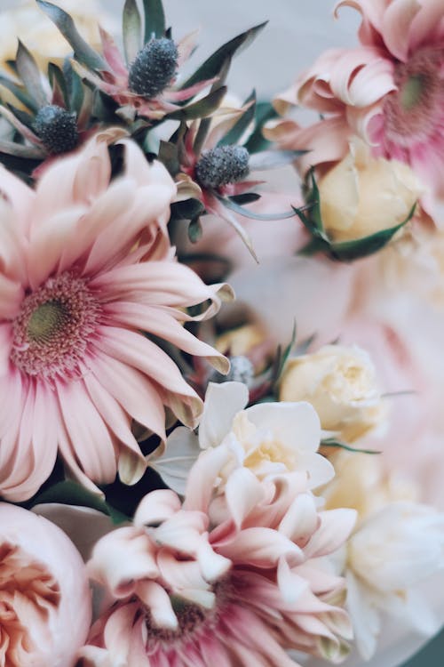 Free Pink and White Flowers in Tilt Shift Lens Stock Photo