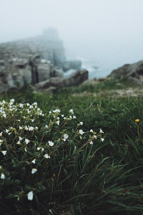 White Wild Flowers Near Body of Water