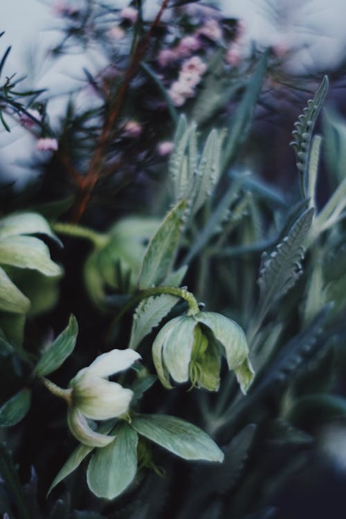 Close-Up Photo Of Plants