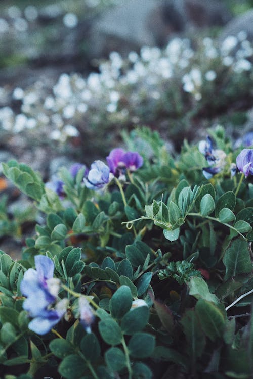 Purple Flowers Of Outdoor Plants