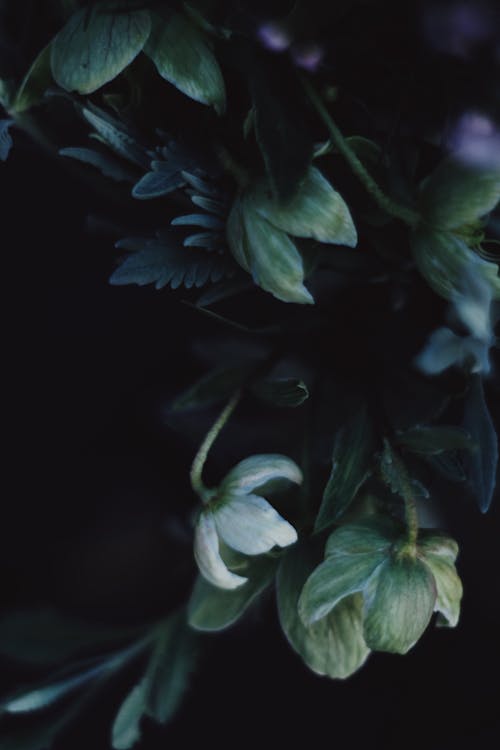 White Flower in Close Up Photography