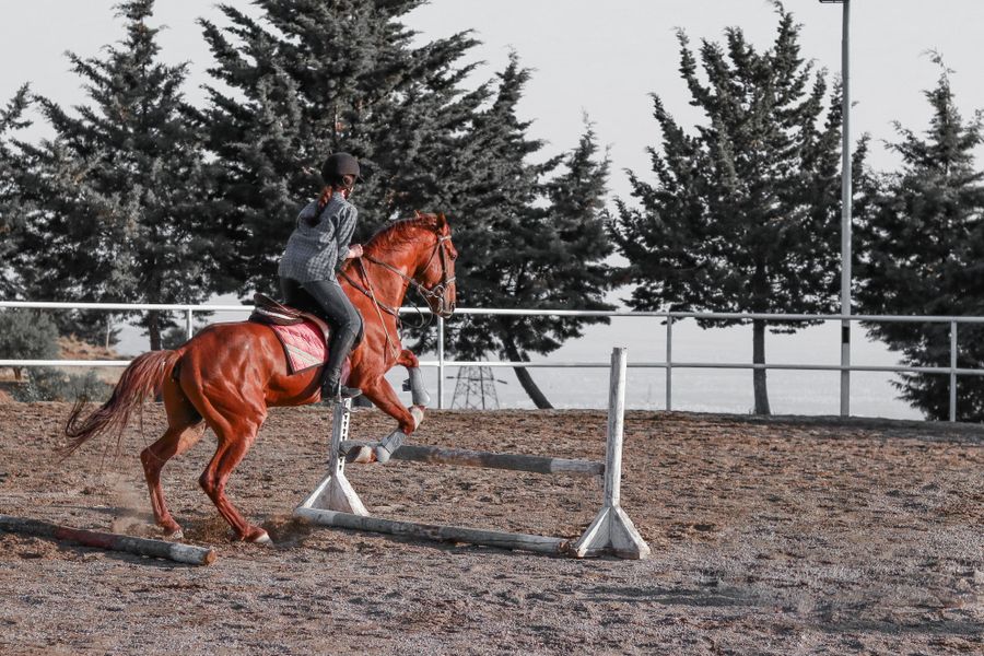 The 5 Pillars of Classical Horsemanship Every Rider Should Master