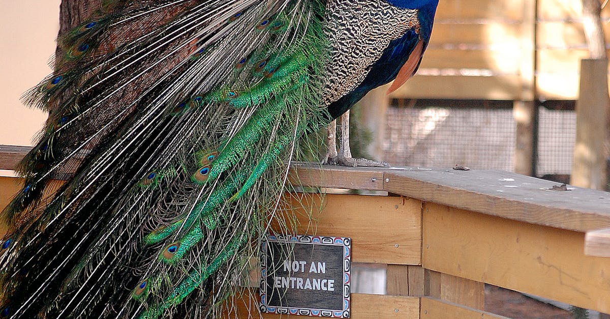 Free stock photo of Denver, peacock, zoo