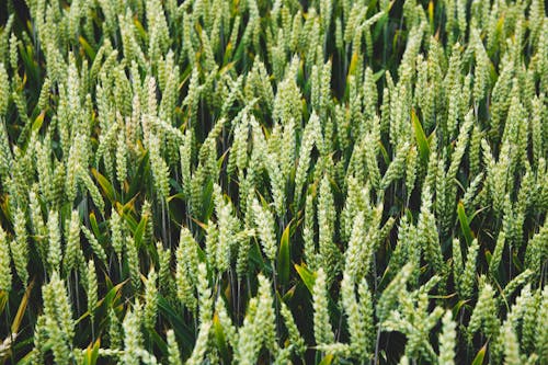 Ingyenes stockfotó búzamező, farm, fű témában