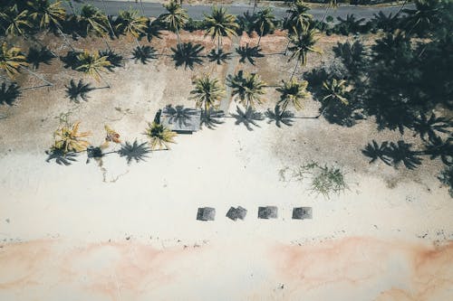 Free Bird's Eye View Of Coconut Trees Stock Photo