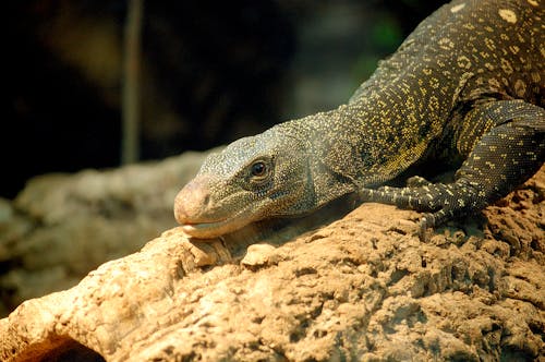 Gray Lizard on Brown Surface