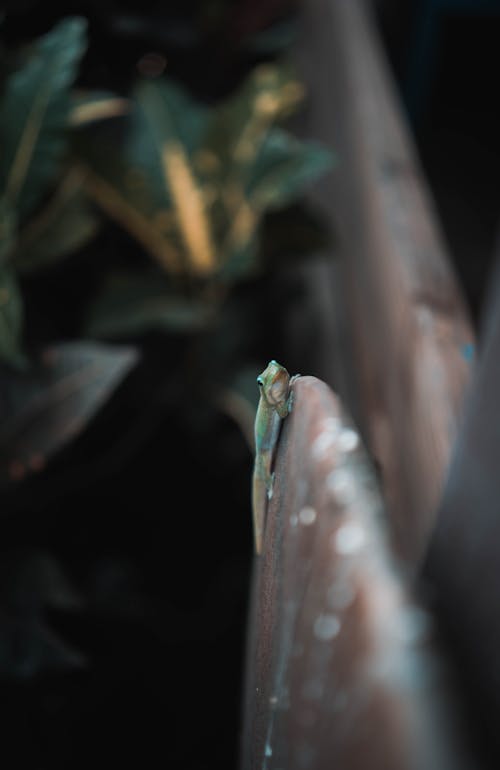 エキゾチック, トカゲ, はかりの無料の写真素材