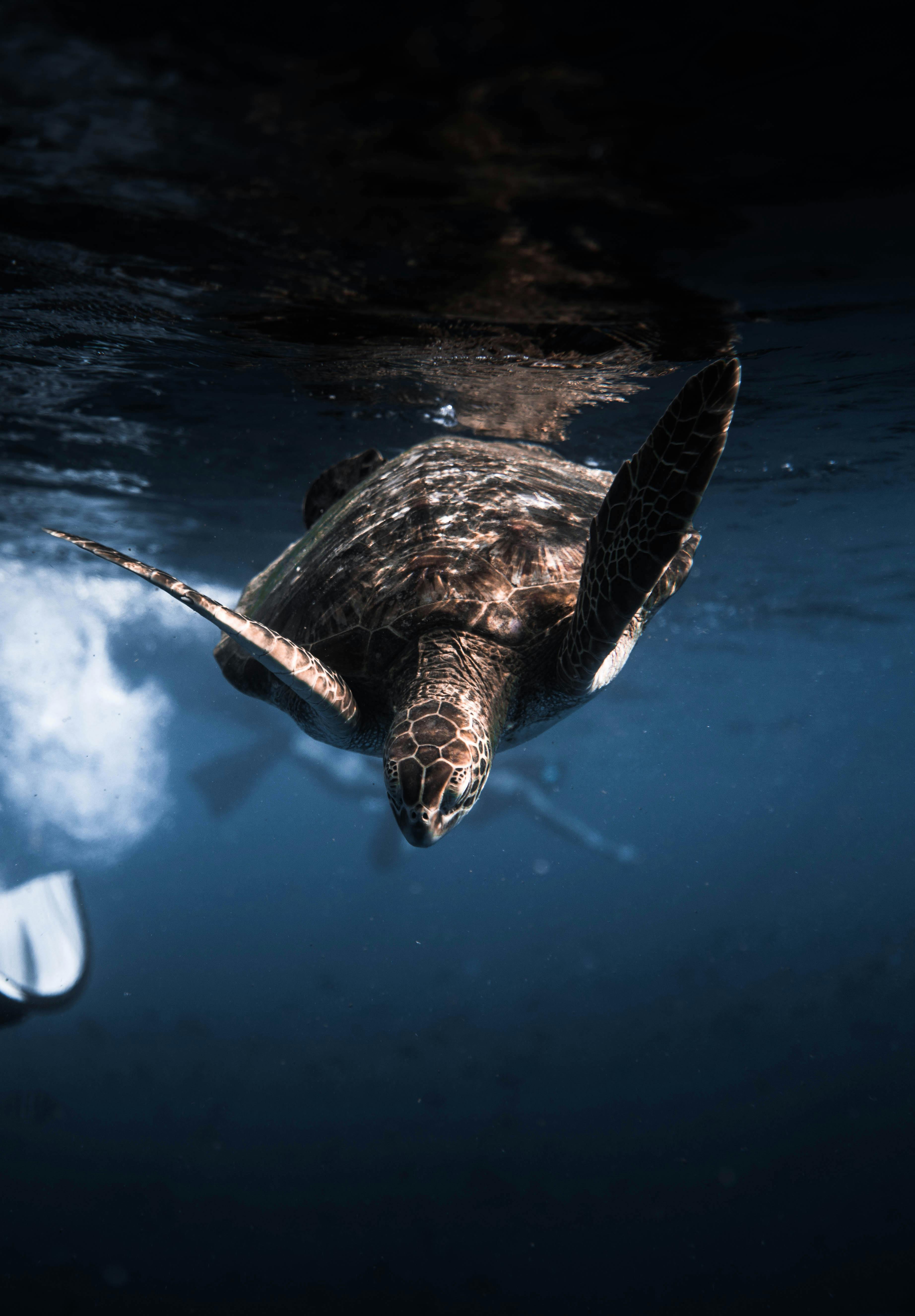 photo of turtle underwater