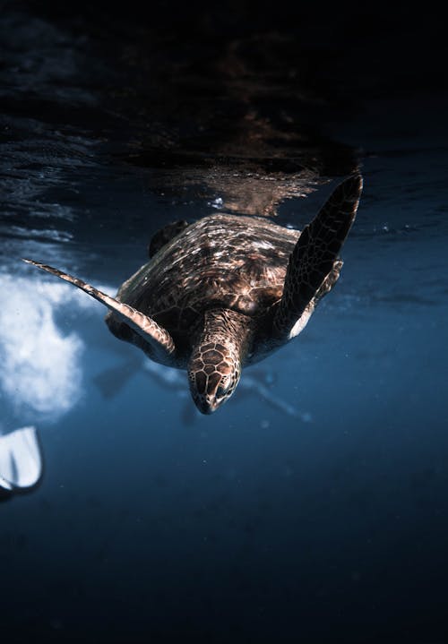 Photo Of Turtle Underwater