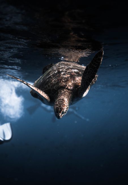 A majestic sea turtle gliding gracefully through the deep ocean, showcasing marine life beauty.