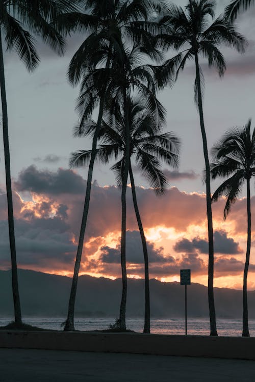 Photo Of Palm Trees During Dawn 