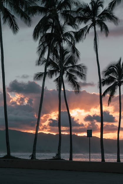 Photo Of Palm Trees During Dawn · Free Stock Photo