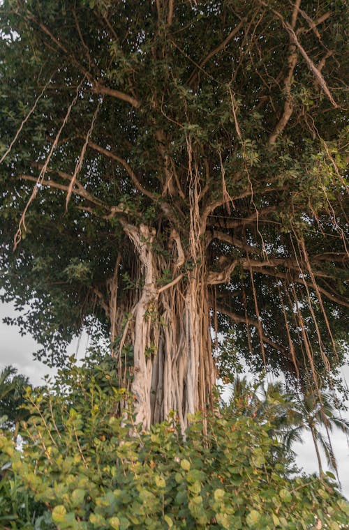 Low Angle Photo Of Tree
