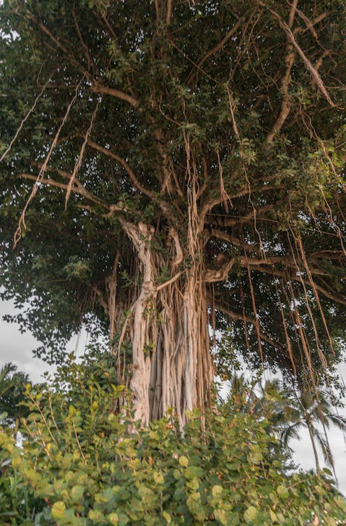 Low Angle Photo Of Tree