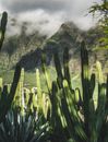 背景是山区，云层柔和，高大的绿色仙人掌茂密排列